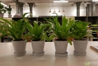 Aude plantes entretien coworking espace priofessionnel