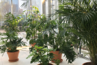 AUDE Plantes coworking location plantes schefflera amate areca terracotta
