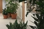 AUDE Plantes coworking location plantes san sevieria terracotta