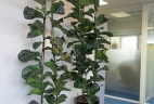plante dépolluante Ficus lyrata