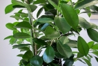 plante dépolluante Ficus moclame