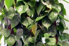 plante dépolluante Philodendron
