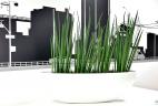 location plantes vertes Sansevieria