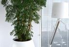 location plantes vertes Aralia ming