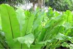 plante dépolluante Asplenium