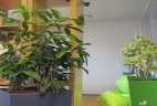 Aude Plantes paysages pour bureaux entretien 