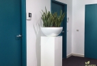Aude plantes glossaire plante intérieur sansevieria 