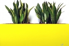 Aude plantes glossaire plantes d'intérieurs sansevieria