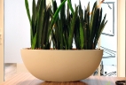 Aude plantes sansevieria glossaire pot bureau