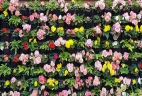 Aude plantes paysages pour bureaux entretien location mur vegetal patio terasse exterieur 