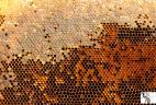 Couleur Pollen herbergement de ruche