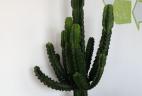 location plantes vertes Euphorbia