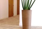 location plantes vertes Sansevieria cylindrico