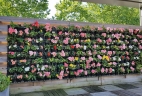 Aude plantes paysages pour bureaux entretien terasse patio mur végétal sur mesure 