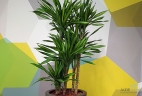 glossaire dracaena aude plantes