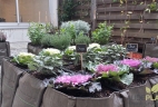 potager d'entreprise