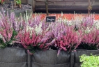potager d'entreprise