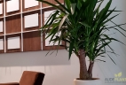 Aude plantes yucca entretien aménagement d'intérieur