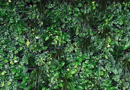 Les Murs Verts Végétaux 