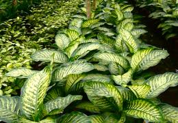 Plante naturelle et plante naturelle stabilisée et plante artificielle