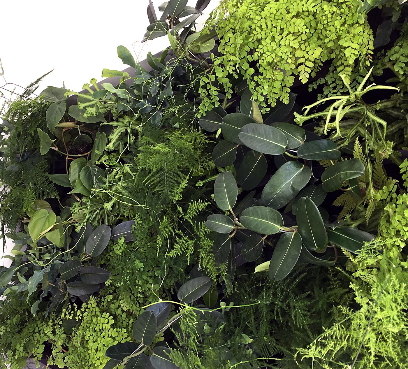 Mur végétal intérieur dense de fougères, philodendrons et plantes retombantes dans des bureaux