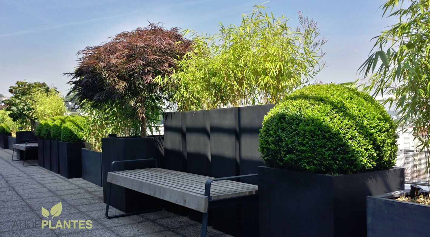 Terrasse d’entreprise, Bacs noirs, buis et bambous