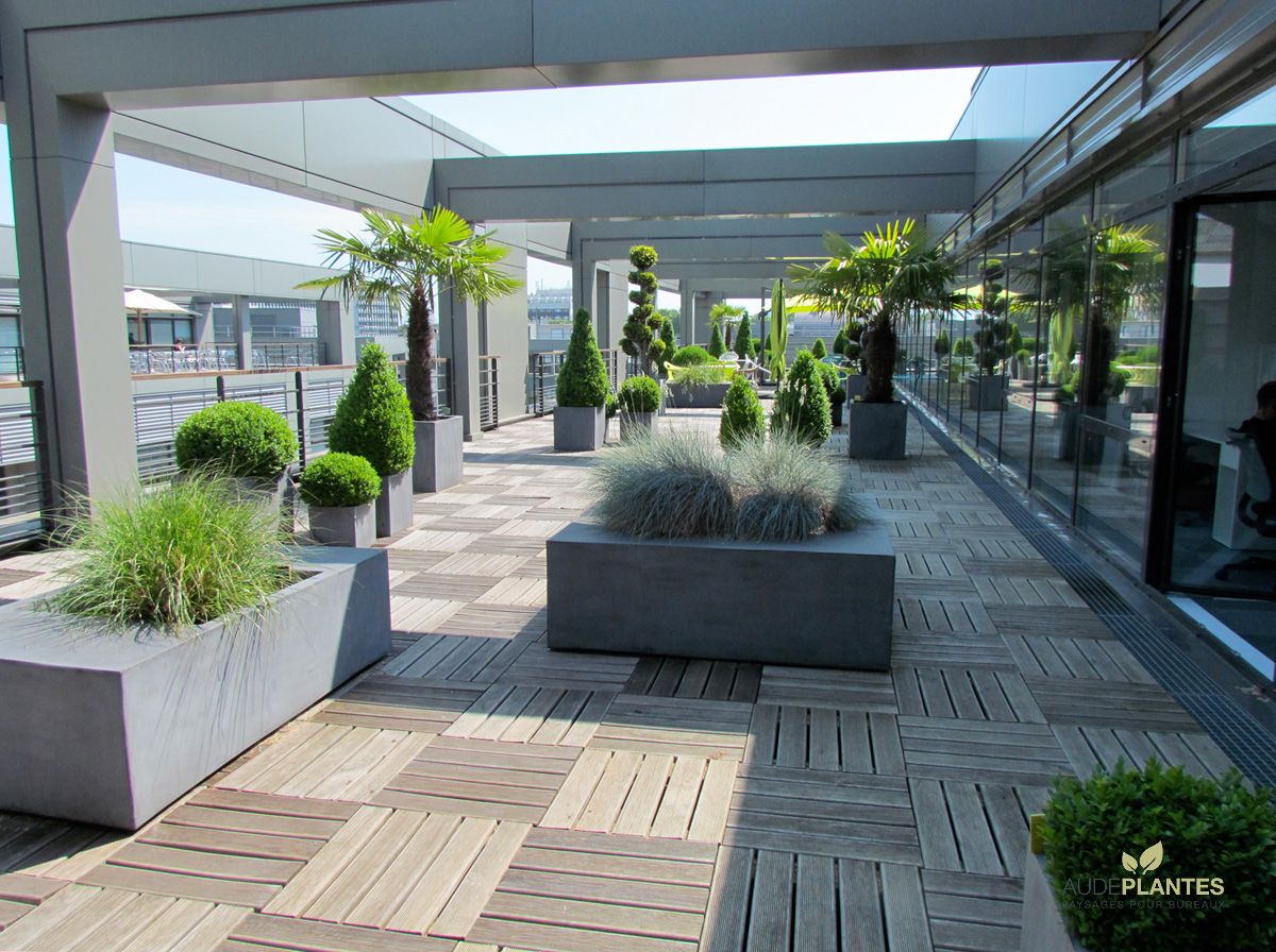 Terrasse d’entreprise aménagée avec bacs gris, buis taillés et palmiers